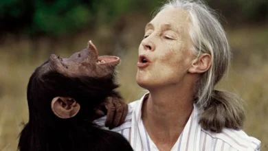 Jane Goodall